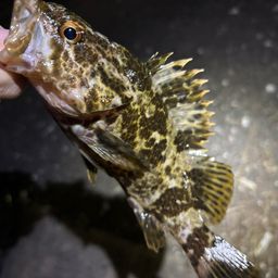 タケノコメバル