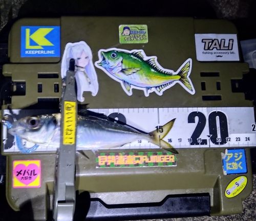 マアジの釣果
