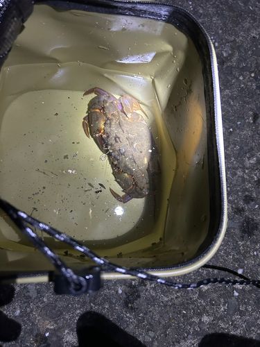 イシガニの釣果