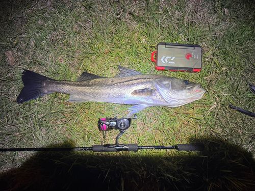 シーバスの釣果