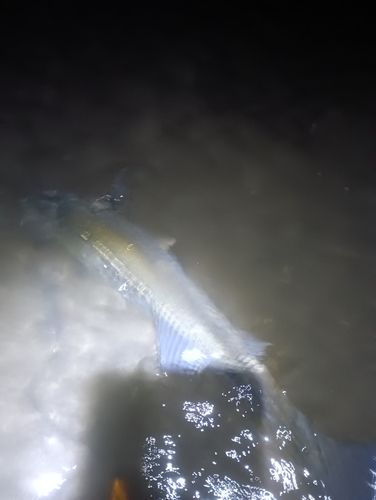 東京湾（アクアライン〜富津）