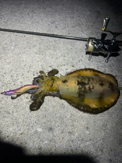 アオリイカの釣果