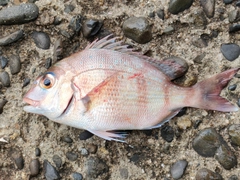 チャリコの釣果
