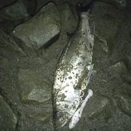 セイゴ（タイリクスズキ）