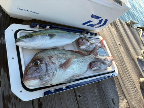 マダイの釣果