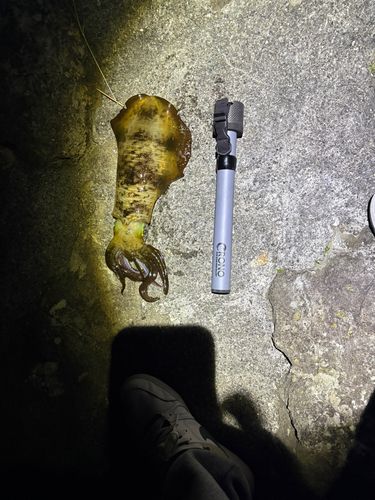 下田港（伊豆半島）