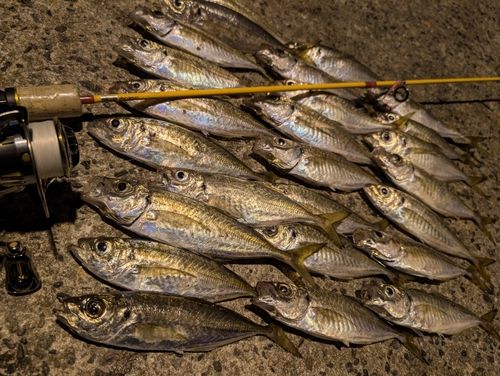 アジの釣果