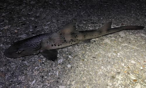 ドチザメの釣果