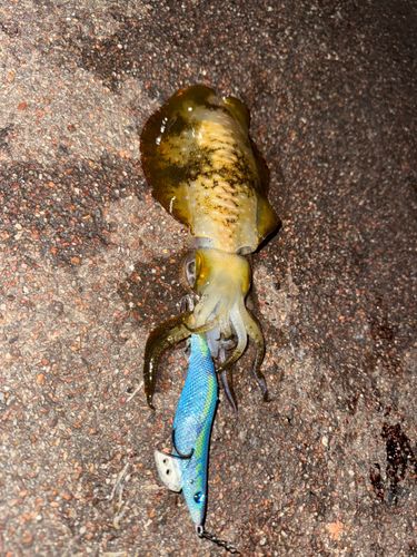 アオリイカの釣果