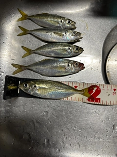 アジの釣果