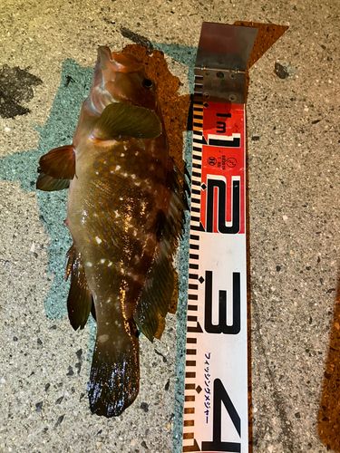 キジハタの釣果