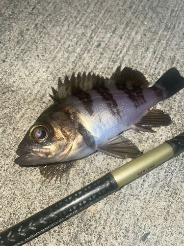 メバルの釣果