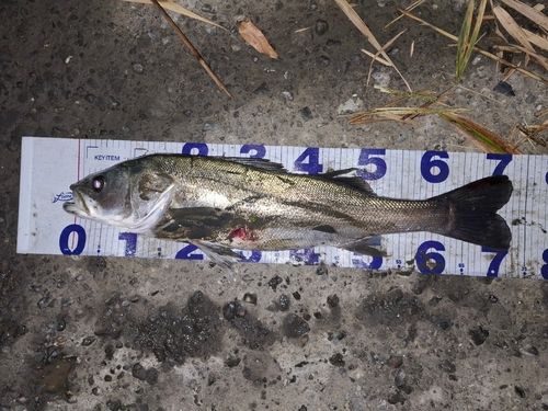 シーバスの釣果