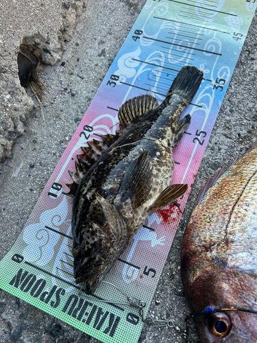 タケノコメバルの釣果