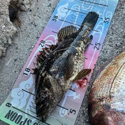 タケノコメバル