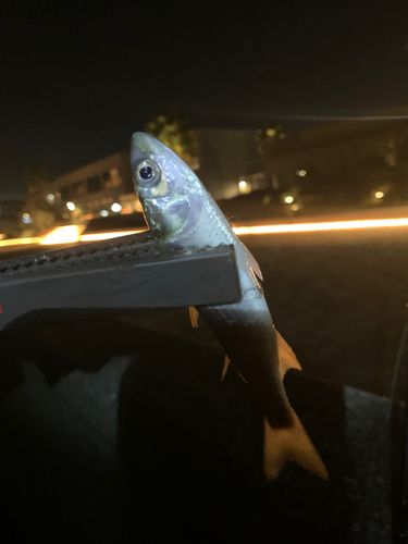 コノシロの釣果