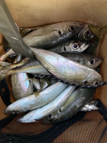 アジの釣果