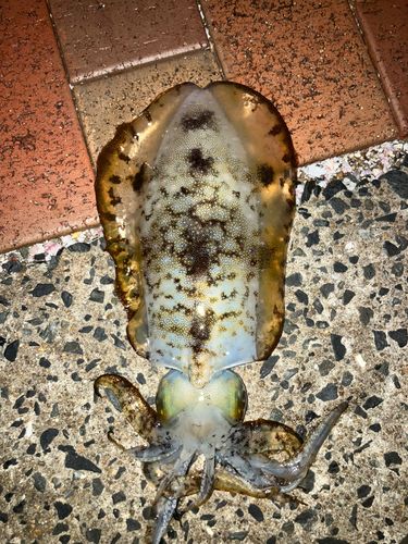 アオリイカの釣果