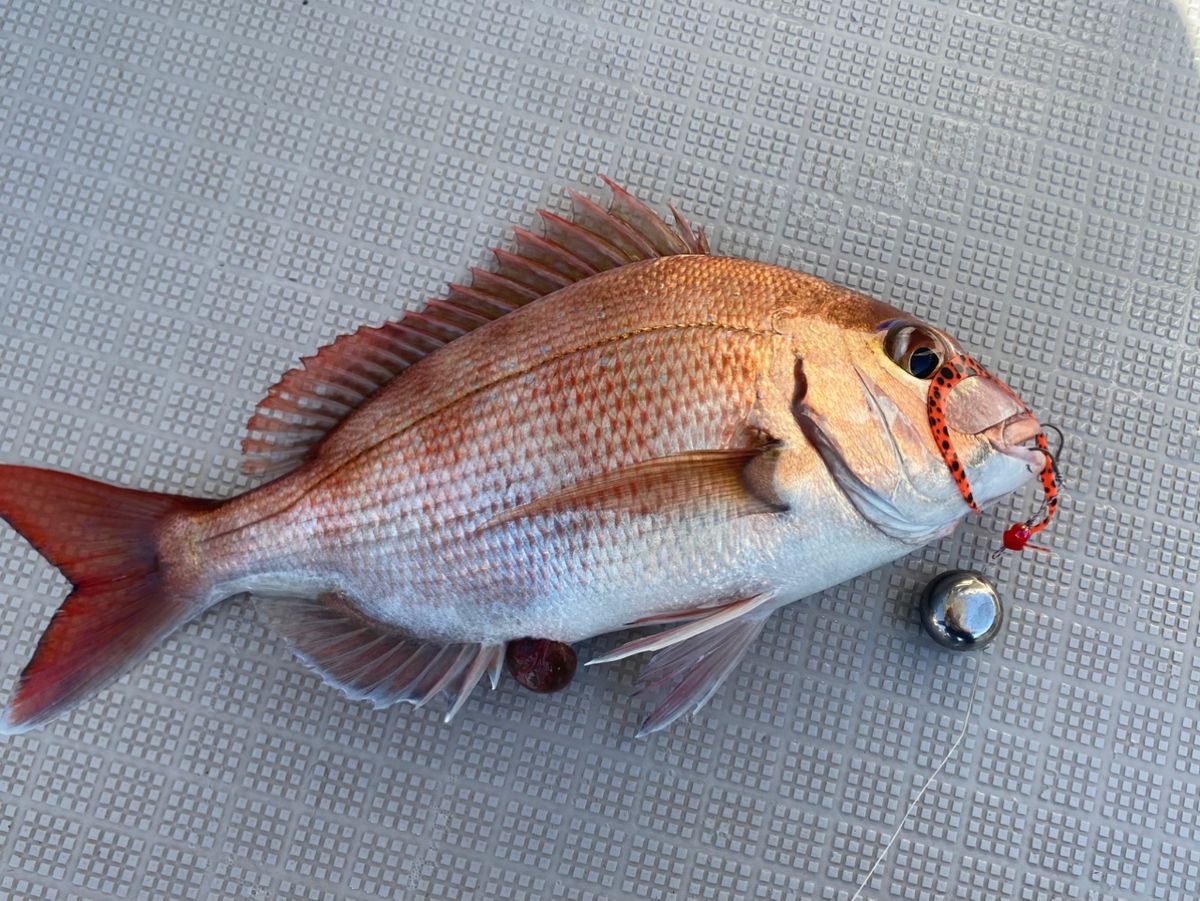 ちぬだんごさんの釣果 1枚目の画像