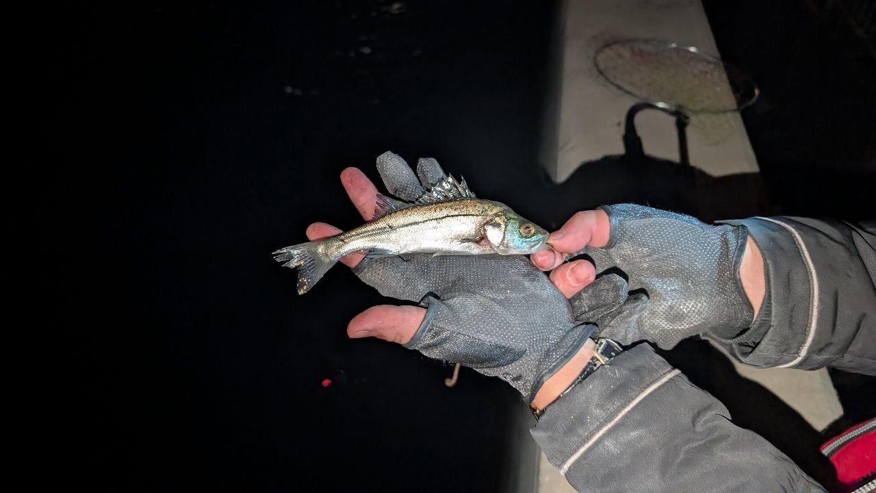 セイゴ（マルスズキ）