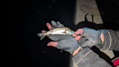 セイゴ（マルスズキ）の釣果