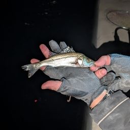 セイゴ（マルスズキ）