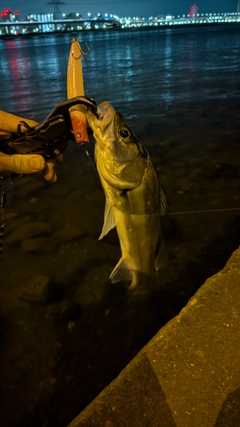 シーバスの釣果