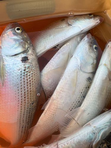 コノシロの釣果