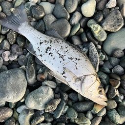 セイゴ（ヒラスズキ）