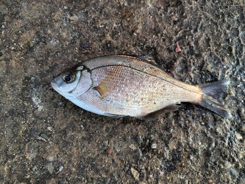 ウミタナゴの釣果