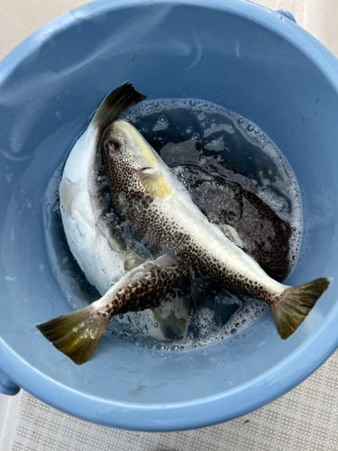 ショウサイフグの釣果