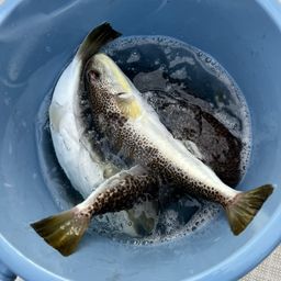 ショウサイフグ