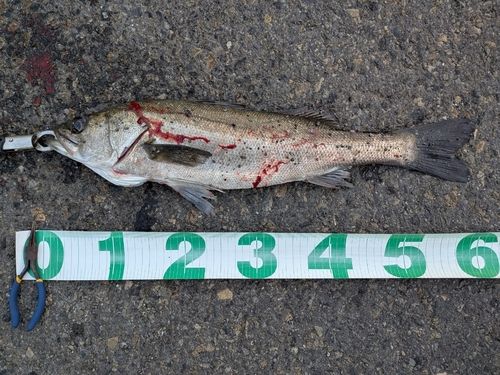 東京湾（アクアライン〜富津）