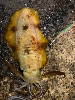 アオリイカの釣果