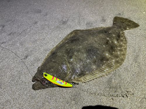 ヒラメの釣果