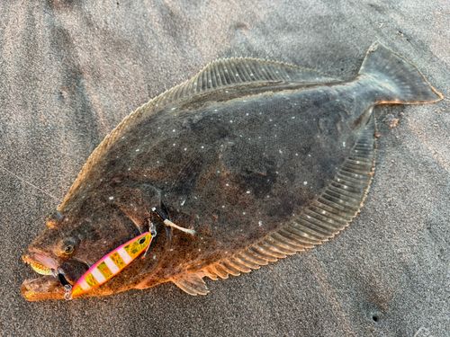 ヒラメの釣果
