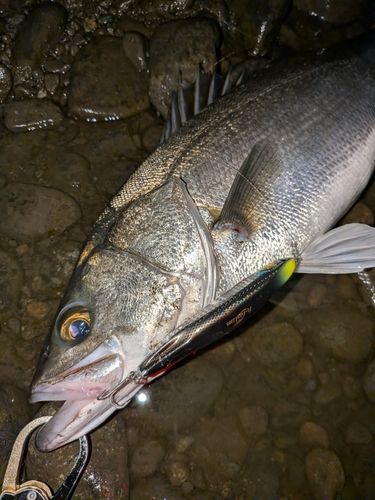 大野川（大分）