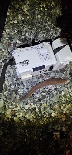 ホシザメの釣果