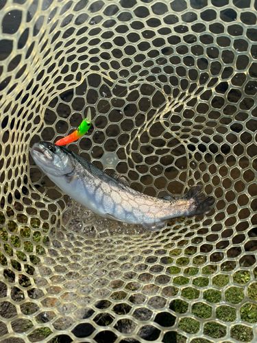 レインボートラウトの釣果