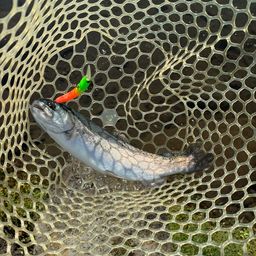 レインボートラウト