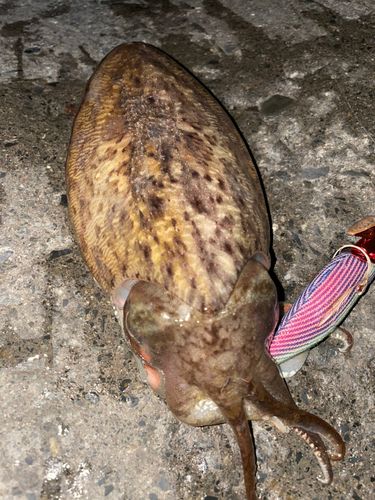 コウイカの釣果