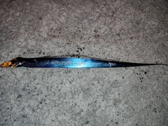 タチウオの釣果