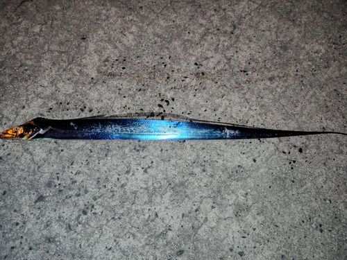 タチウオの釣果