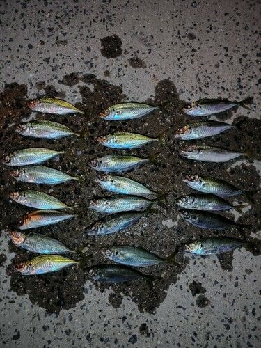 タチウオの釣果