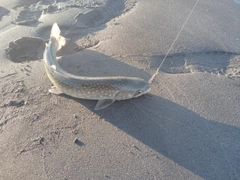 アメマスの釣果