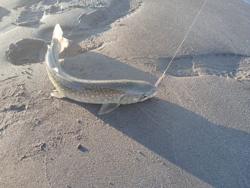 アメマスの釣果