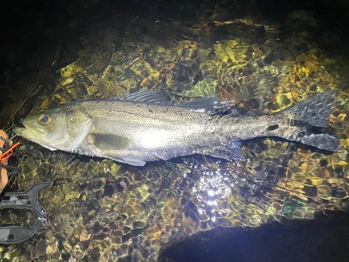 浜田港（島根）