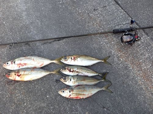 アジの釣果