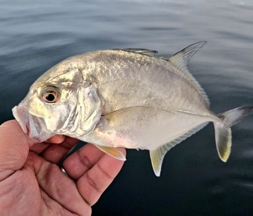 ロウニンアジの釣果
