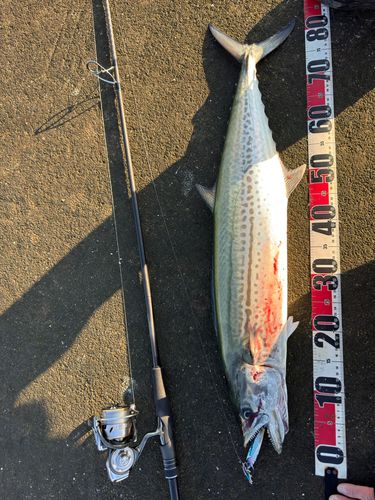 サワラの釣果